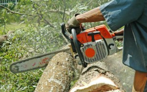 abattage et évacuation des arbres. aix